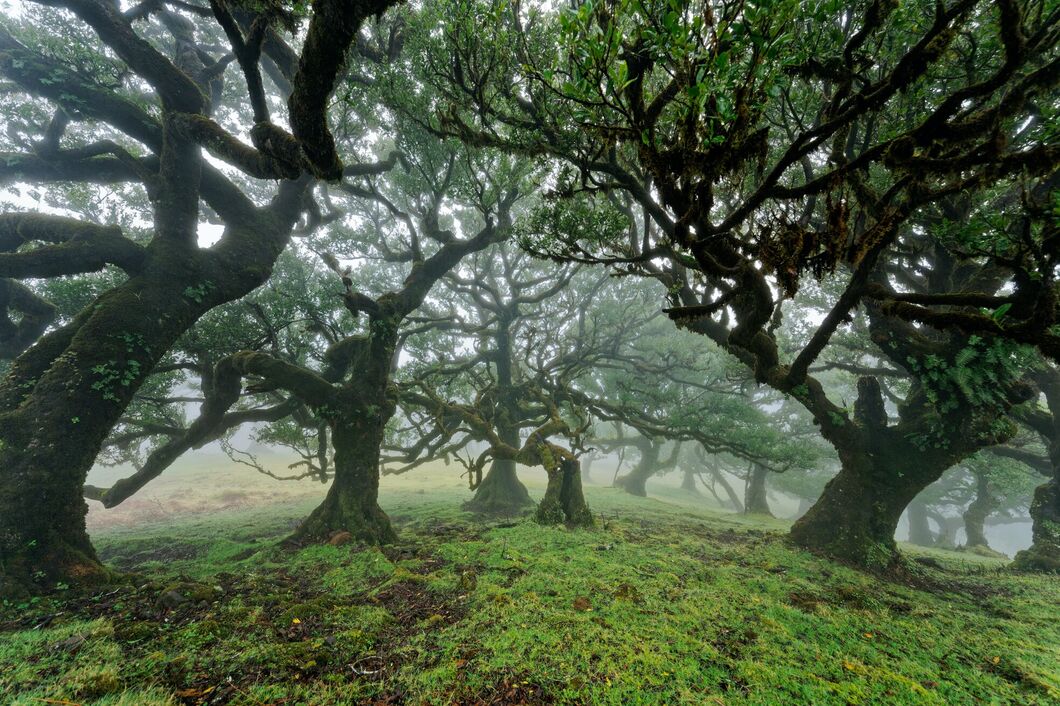 Madeira