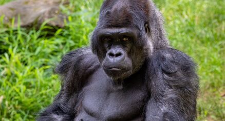 Rwanda a Uganda