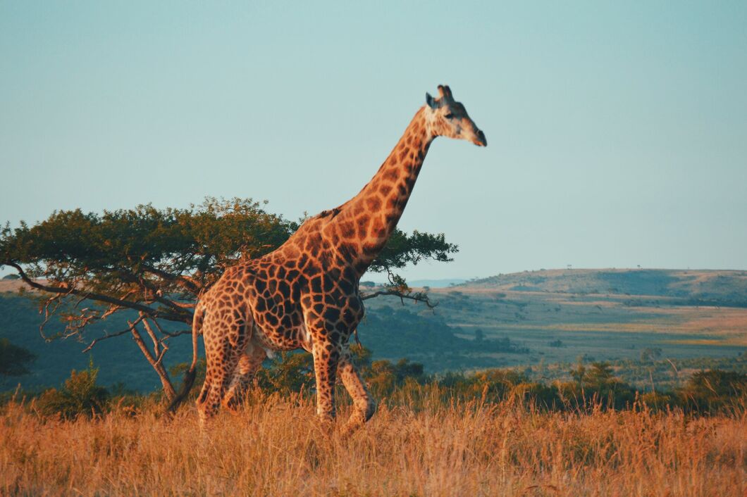 Národní park Kruger