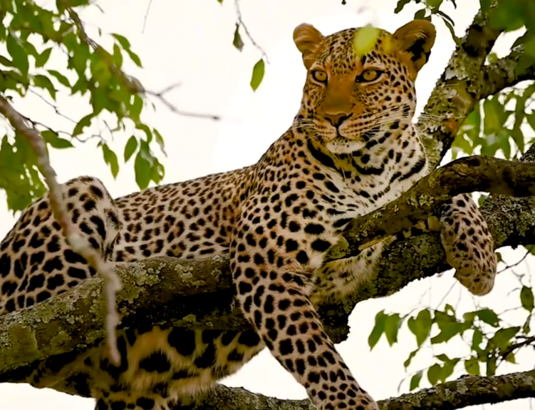 Gepard