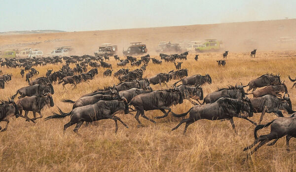 Safari Masai Mara Keňa