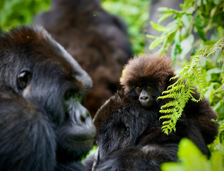 Rwanda