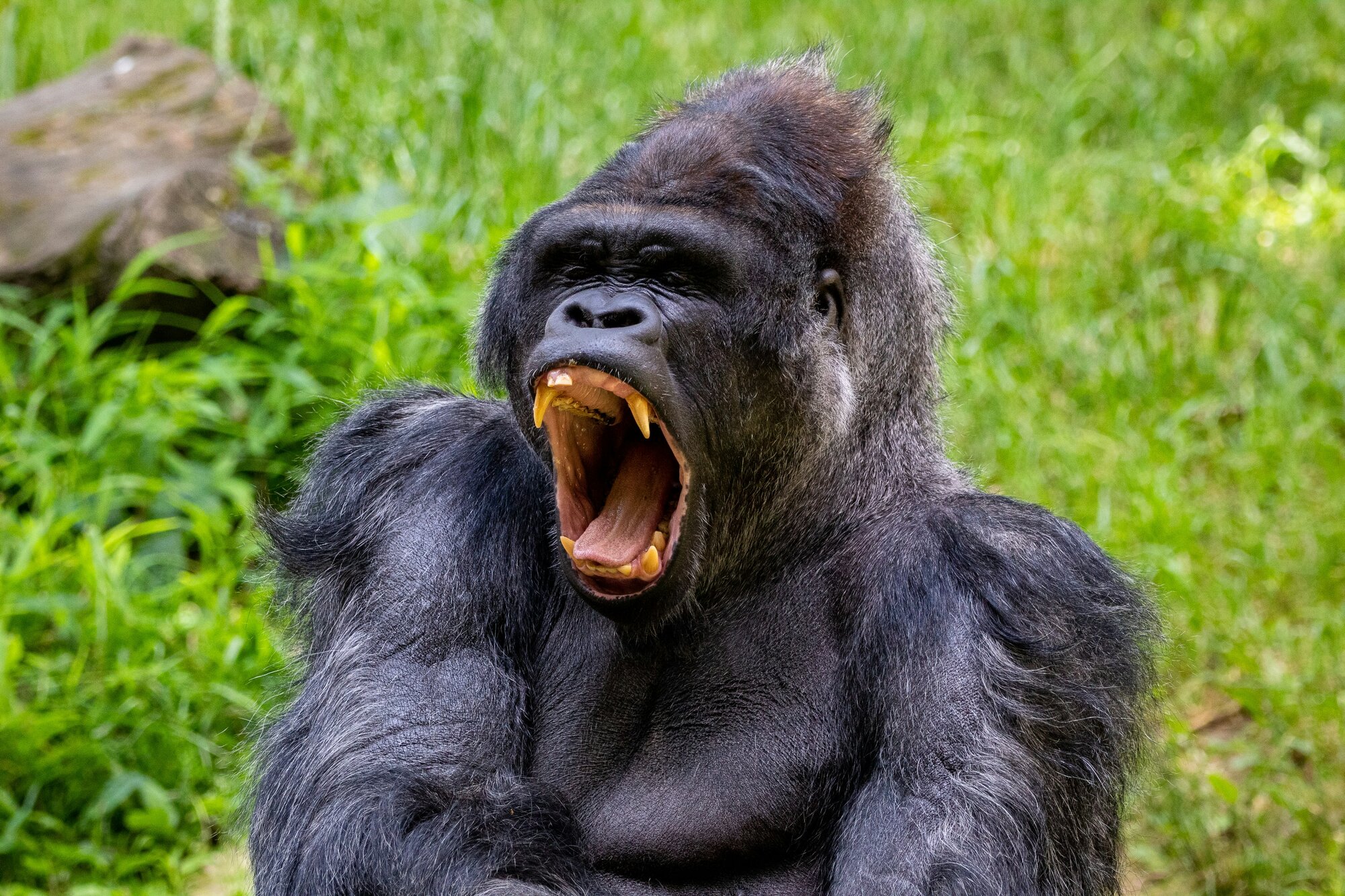 Rwanda-gorilla-trekking-zajezdy-dovolena-iitours