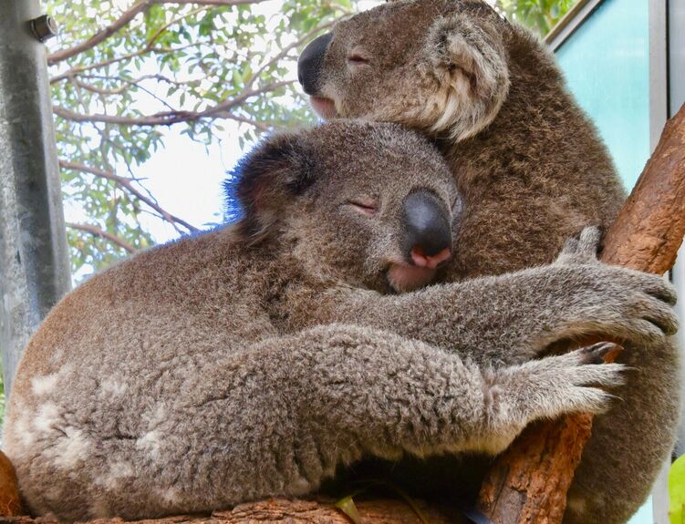 Australie