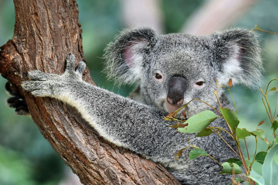 Austrálie