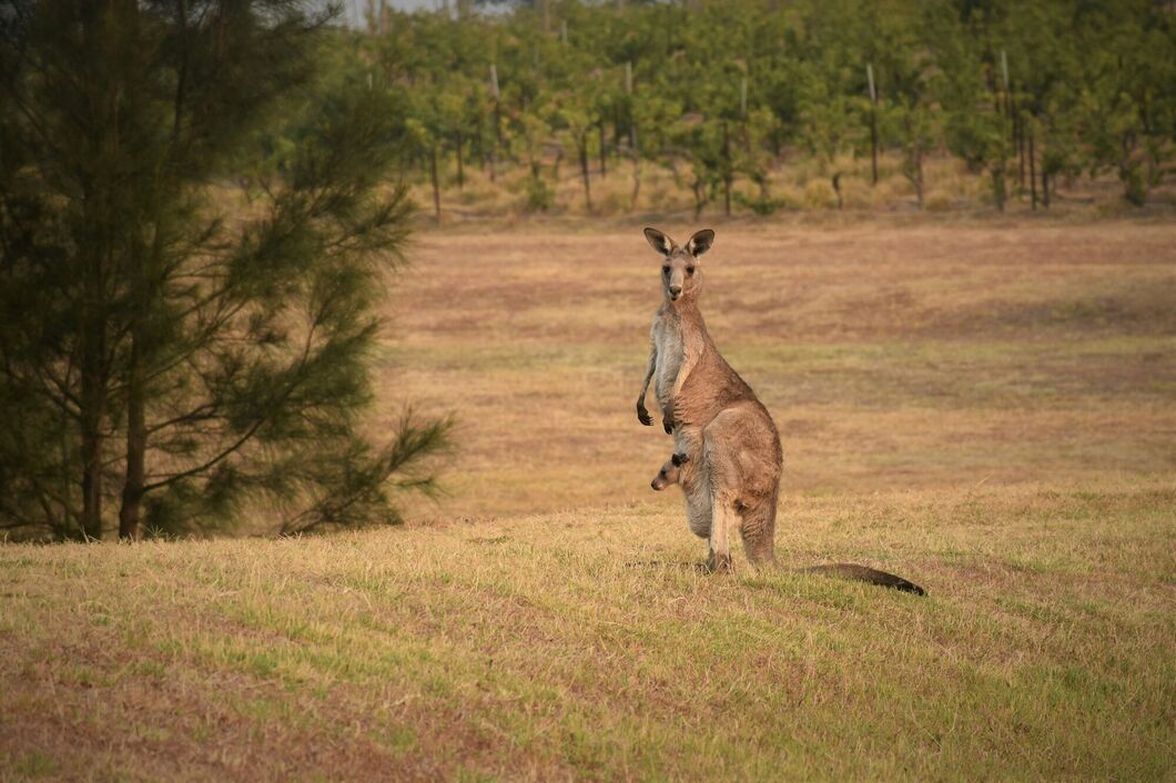 Austrálie