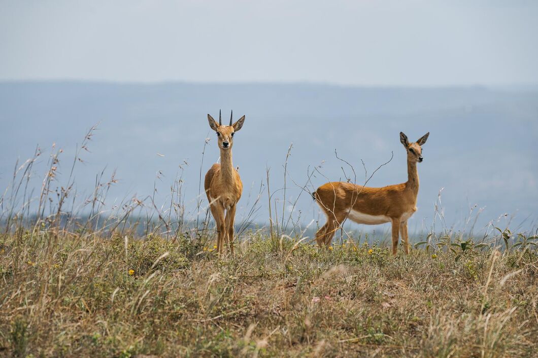 rwanda_akagera_antilopa1