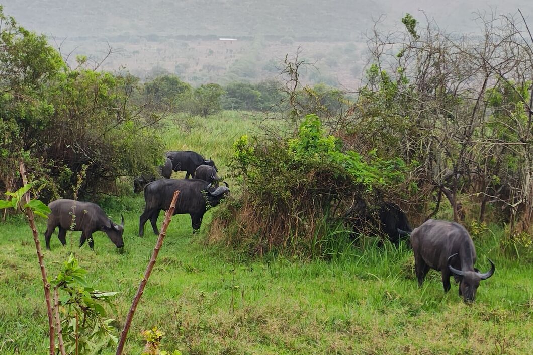 rwanda_akagera_buvol1