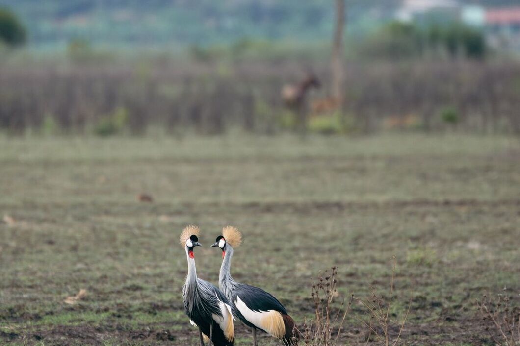 rwanda_akagera_jerab1