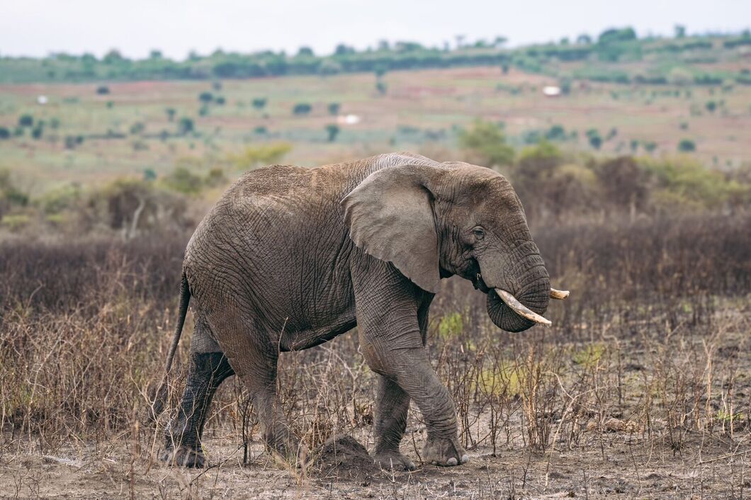 rwanda_akagera_slon1