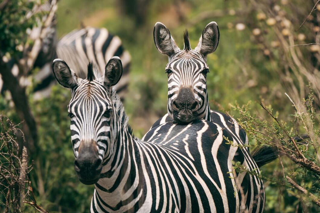 rwanda_akagera_zebra1