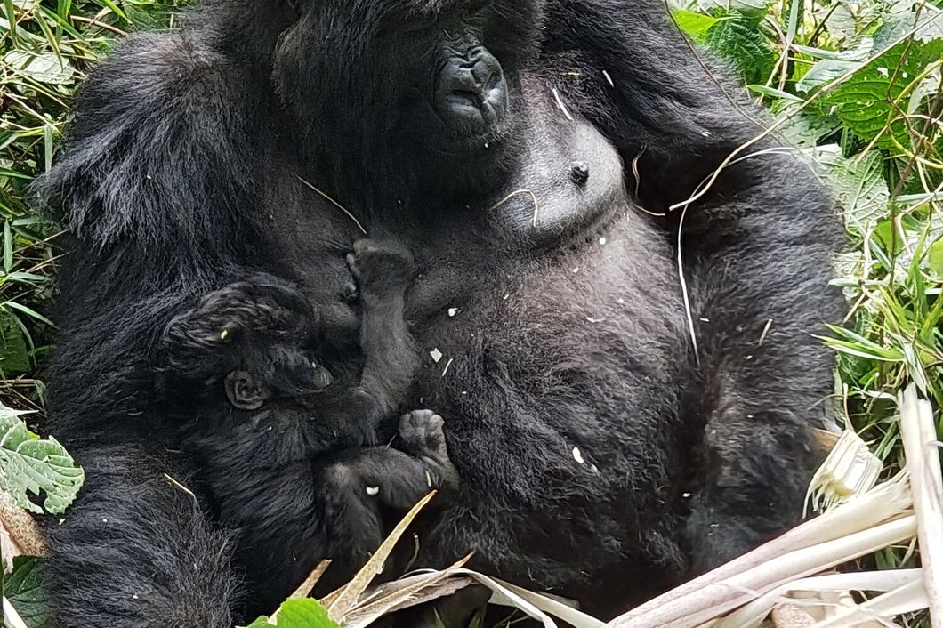rwanda_volcanos_gorily3