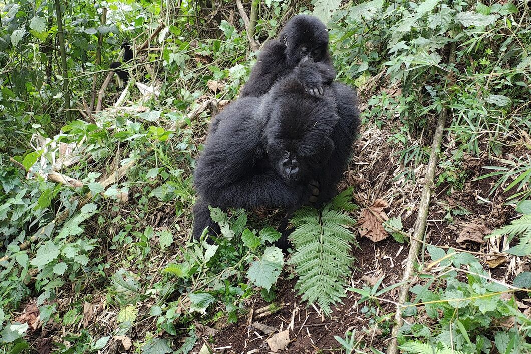 rwanda_volcanos_gorily4
