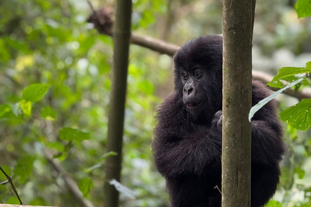 rwanda_volcanos_gorily5