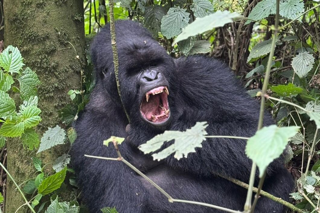 rwanda_volcanos_gorily6