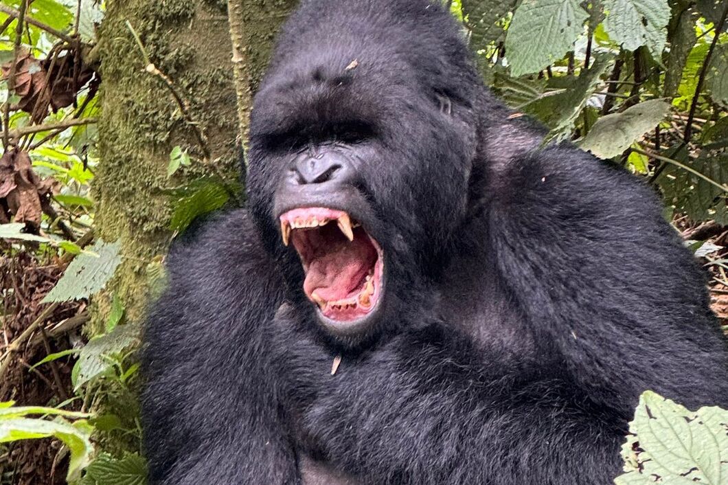rwanda_volcanos_gorily8