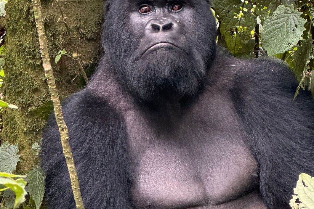 rwanda_volcanos_gorily9
