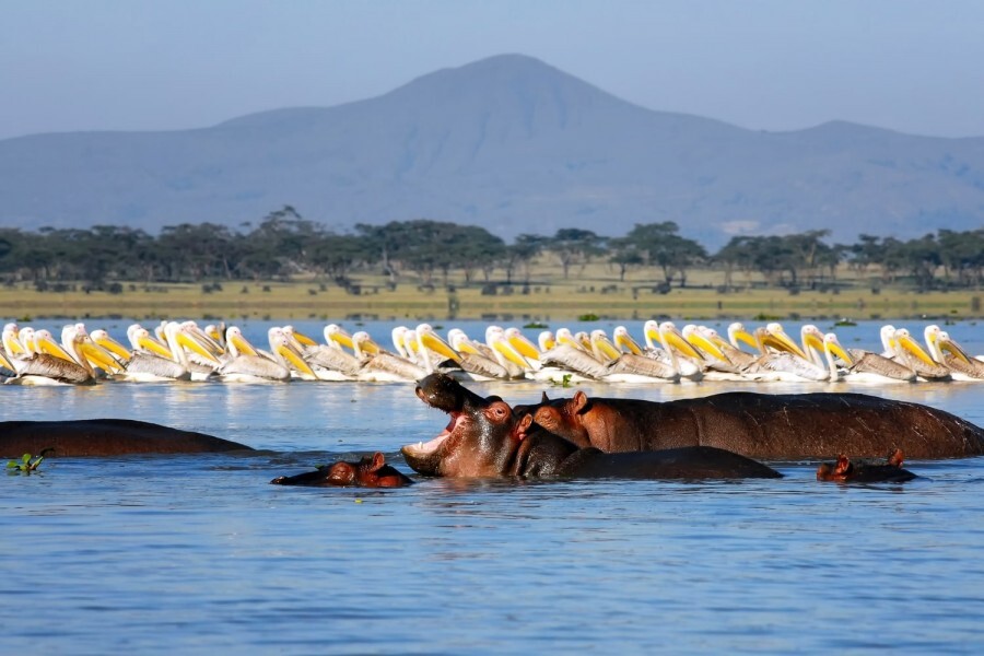 Naivasha-safari-afrika