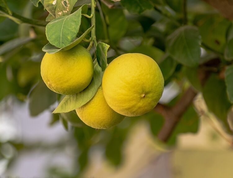 clanek_lemon1