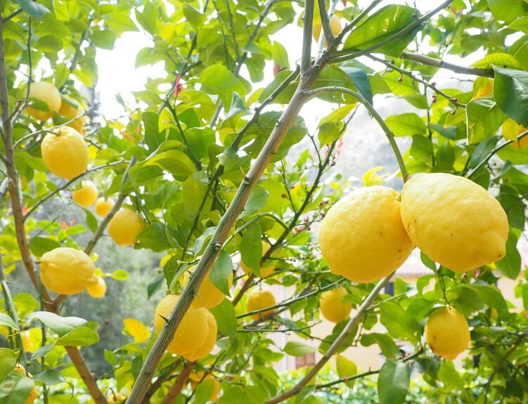 clanek_lemon2