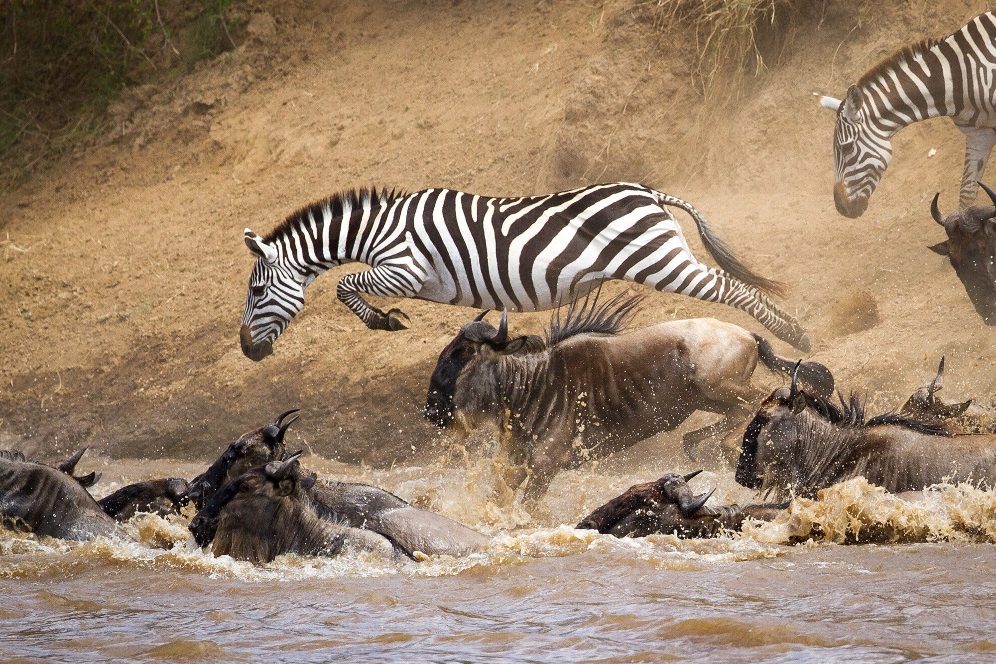 Velka-Migrace-Serengeti-Safari-Masai-Mara