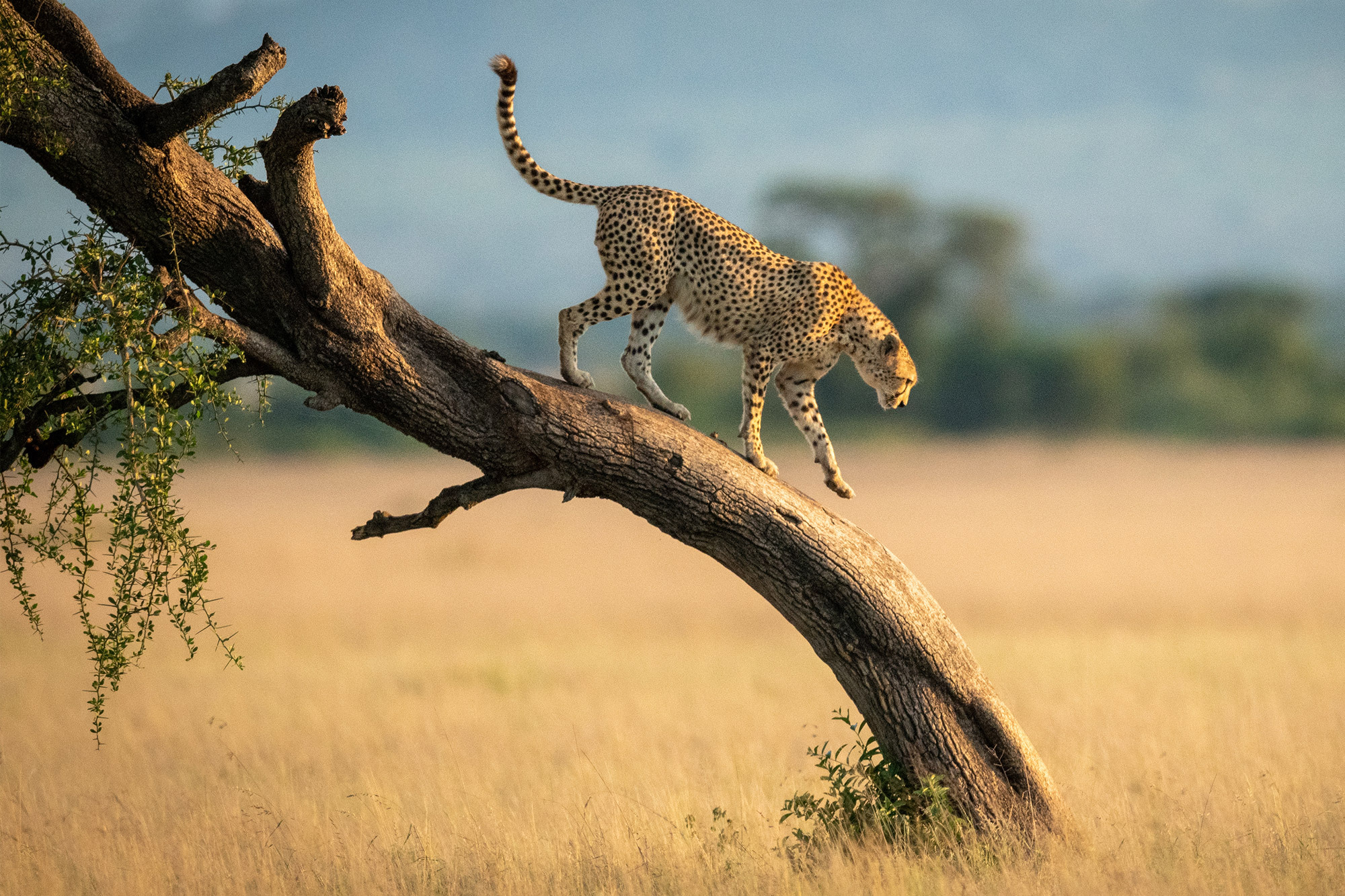 Levhart-Safari-Masai-Mara-iiTours