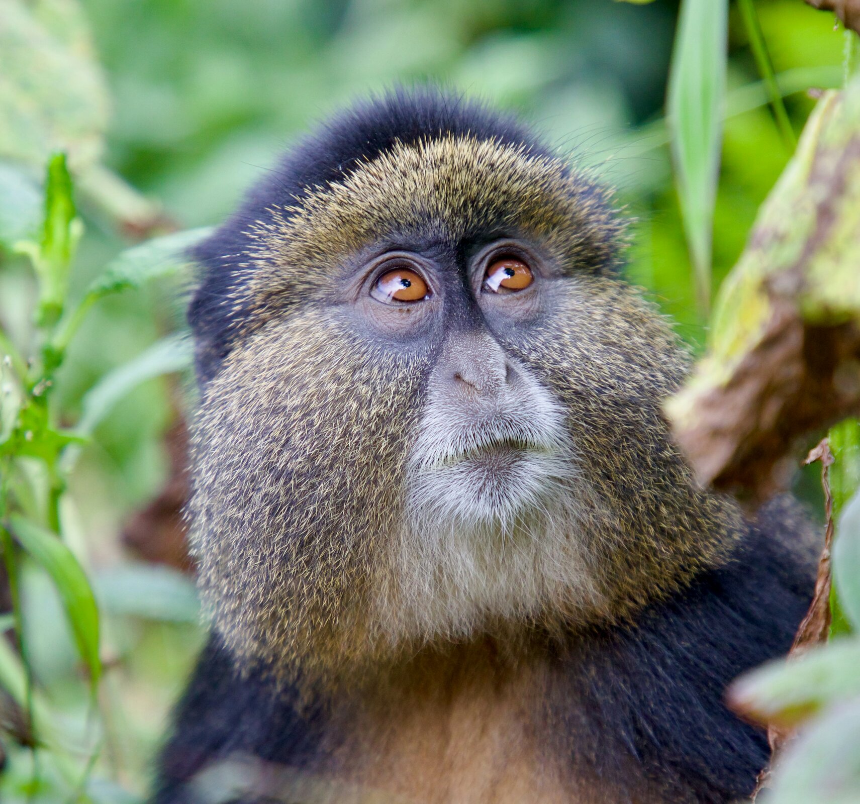 Uganda-Golden-Monkey-zajezdy-dovolena-iitours