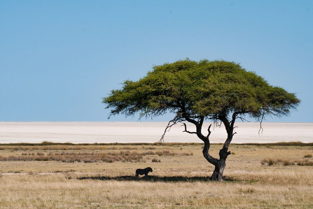 etosha3