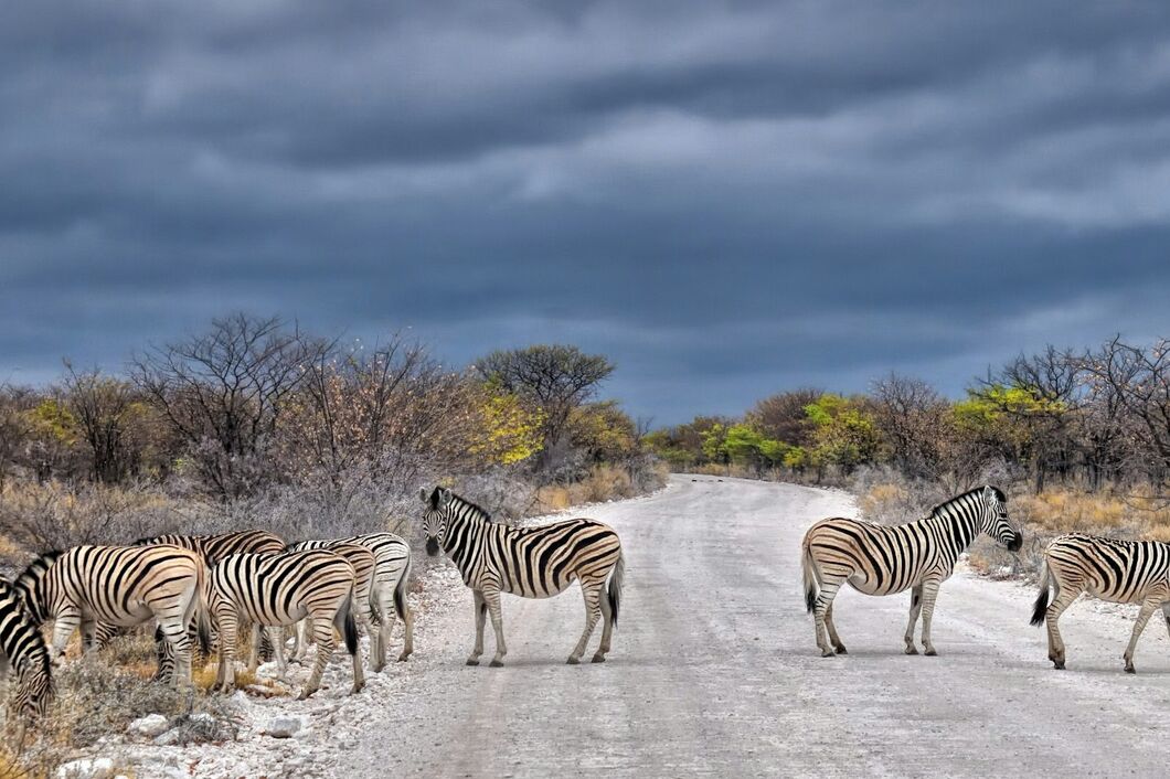 etosha6
