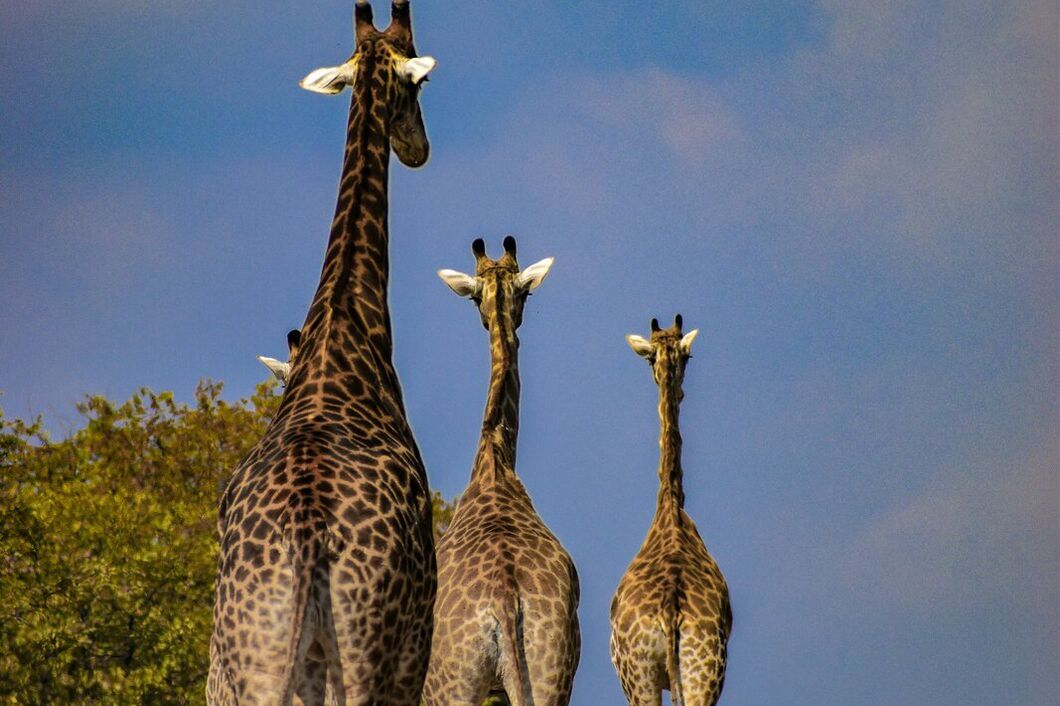Národní park Kruger