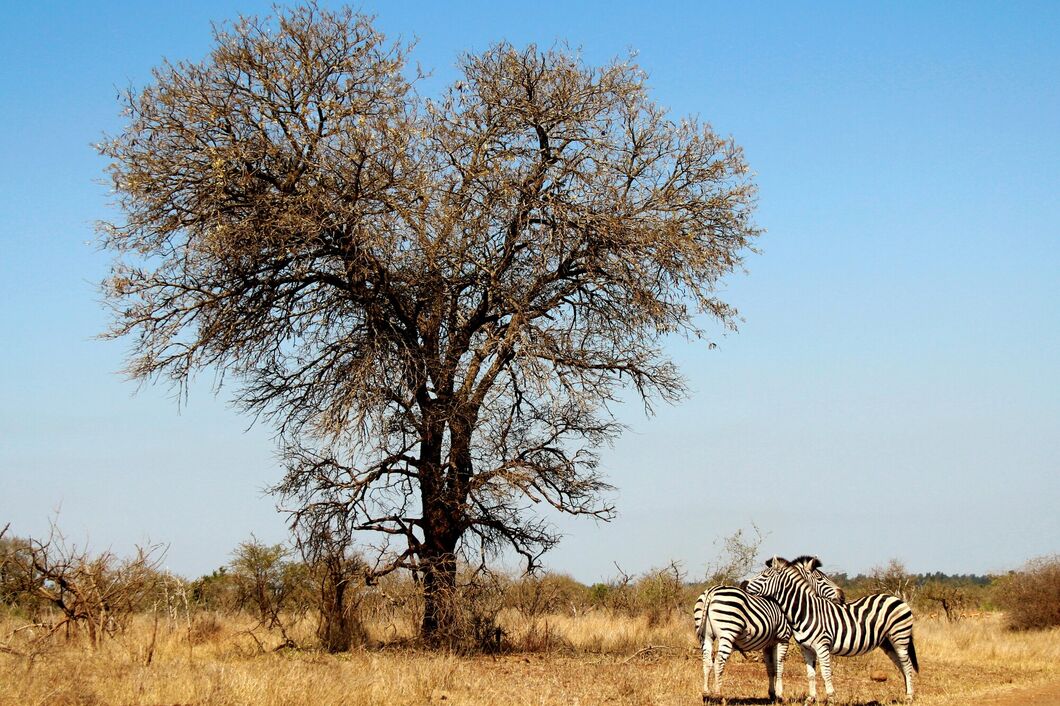 Národní park Kruger