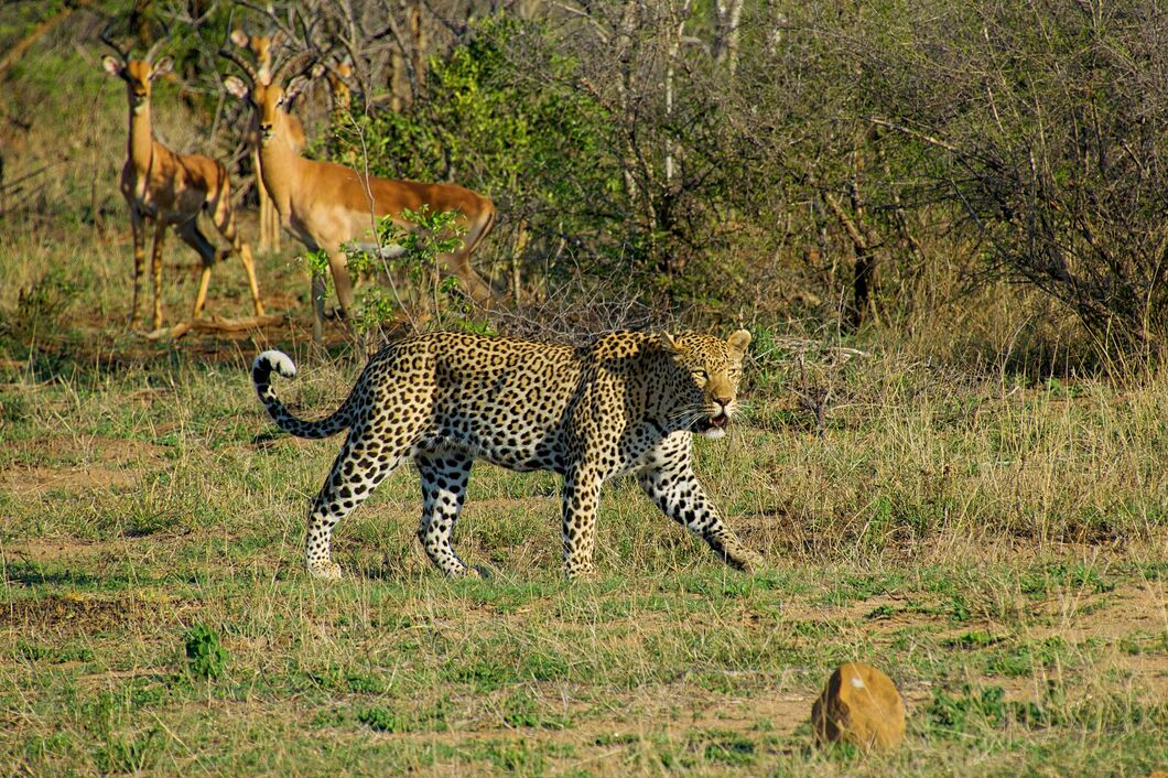 Národní park Kruger