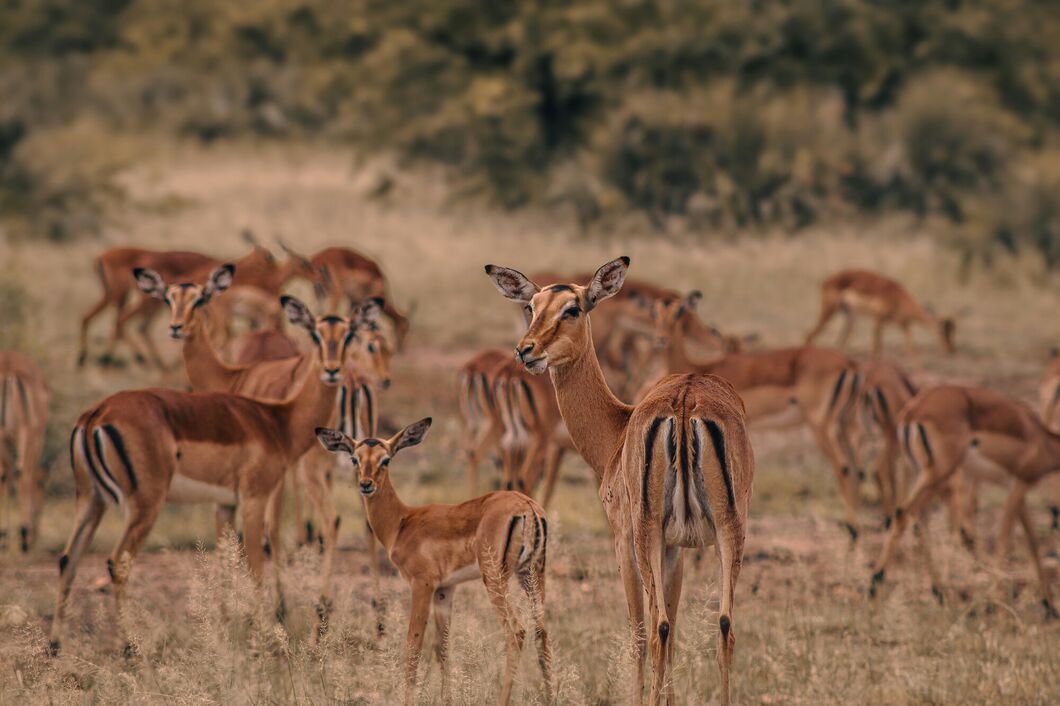 Národní park Kruger