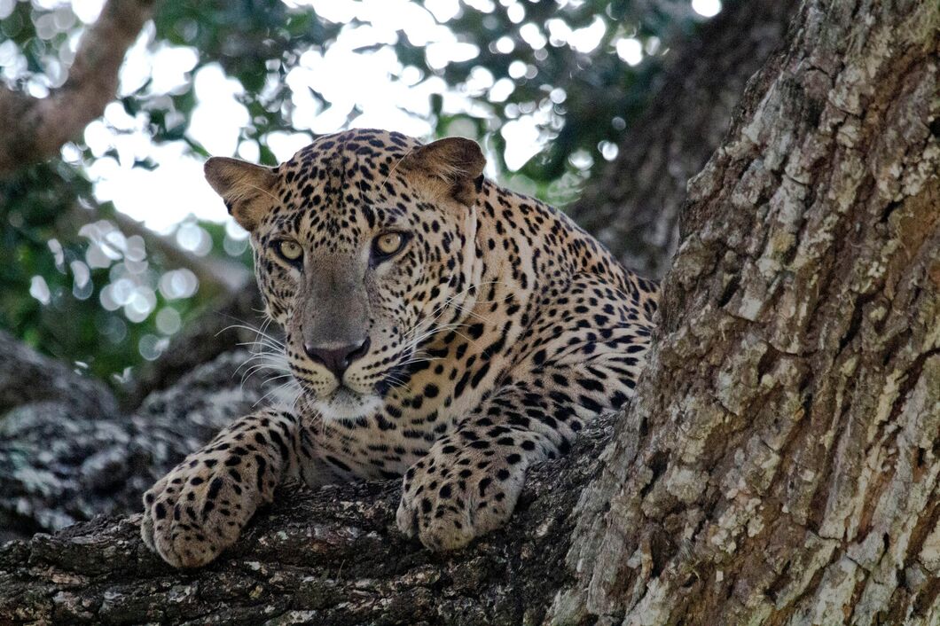 Národní park Kruger