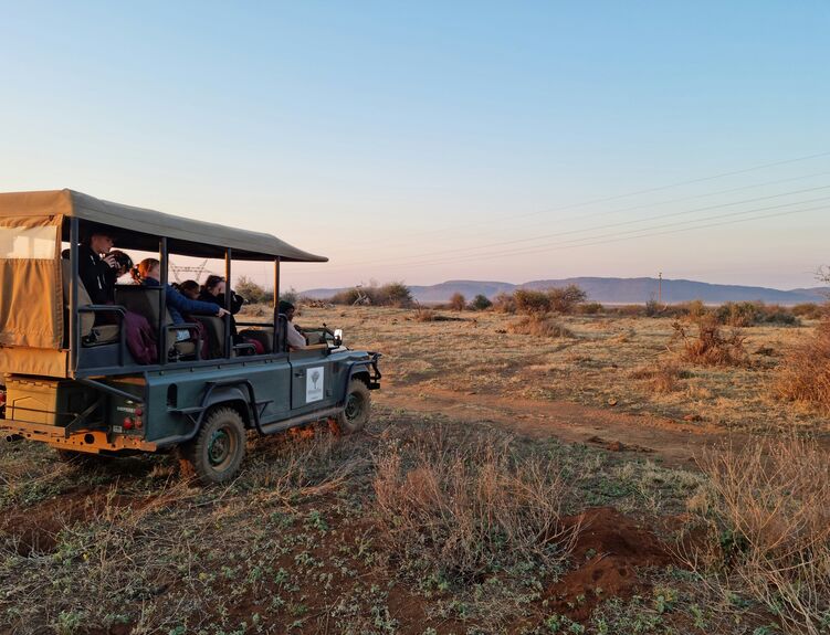 Safari