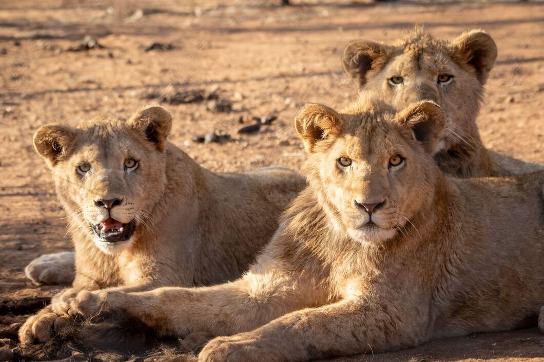 Národní park Kruger
