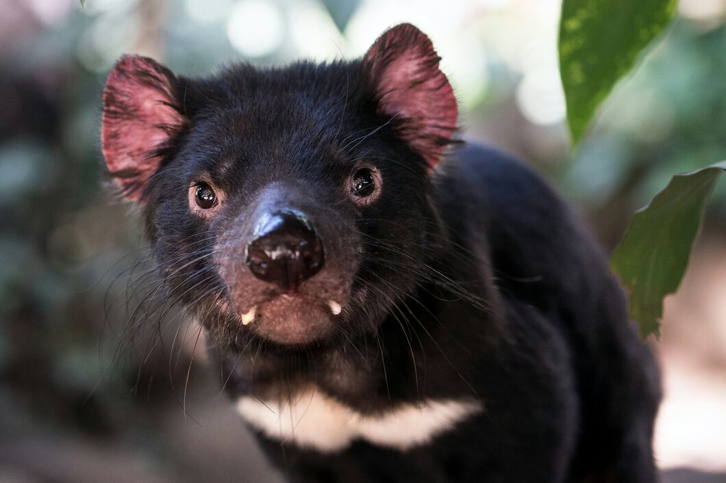 Austrálie
