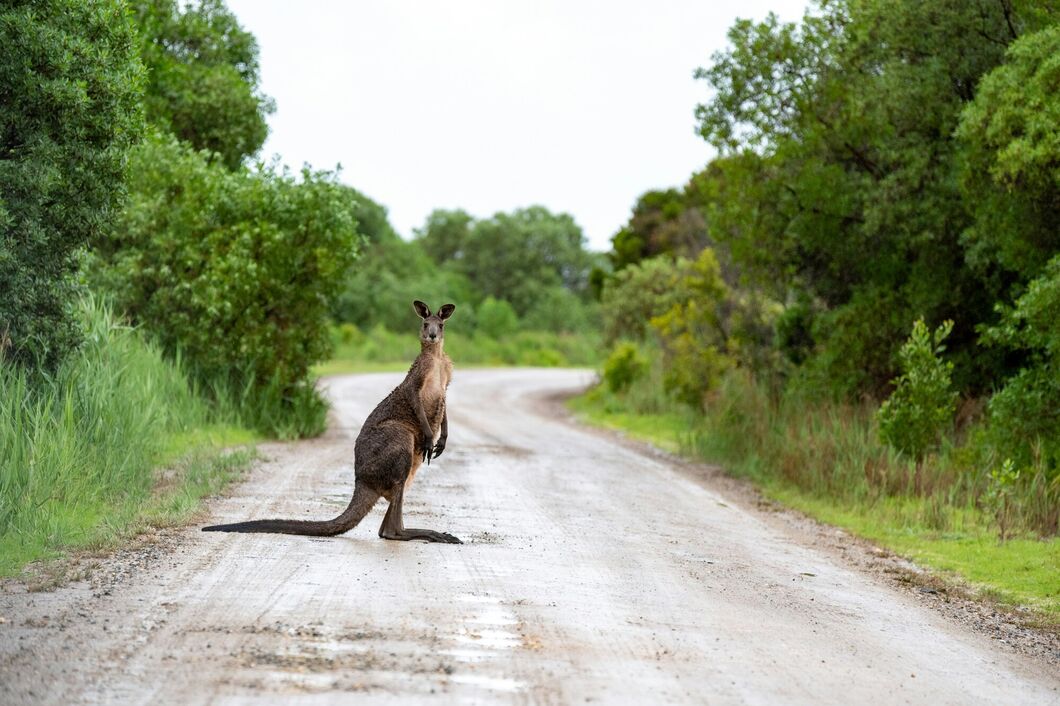 Austrálie