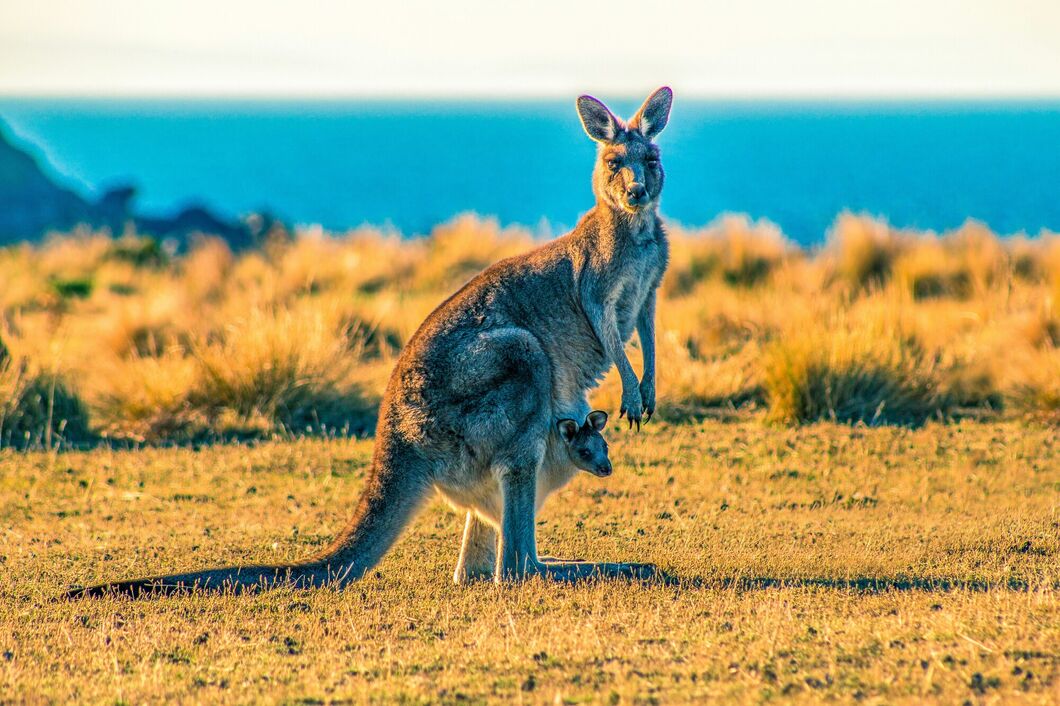 Austrálie